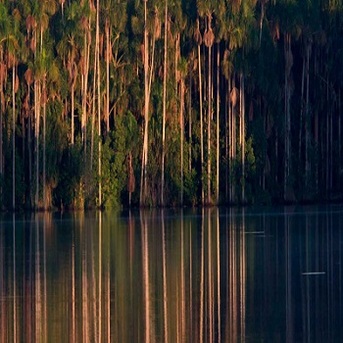 London, Travel, Sandoval Lake 3 Day Tour & Chuncho Macaw Clay Lick Tour | Tree House Inn
