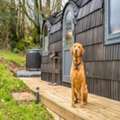Stay In A Dog Friendly Cabin Near Exmoor National Park