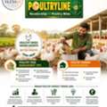 Indian Poultry Market Trends 2026 | Poultry Feed Management Tips & Beginner Farming Guide
