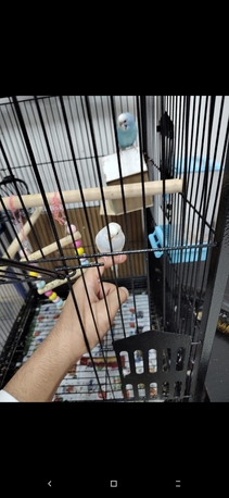Riyadh, Pet Supplies, SAR 100,  Budgies Pair For Sales