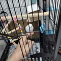 SAR 100,  Budgies Pair For Sales