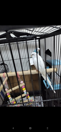 Riyadh, Pet Supplies, SAR 100,  Budgies Pair For Sales