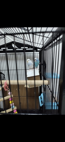 Riyadh, Pet Supplies, SAR 100,  Budgies Pair For Sales