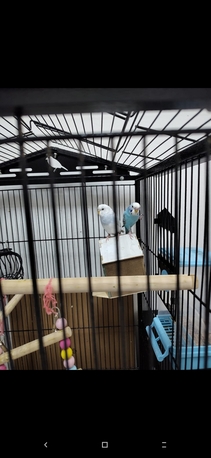 Riyadh, Pet Supplies, SAR 100,  Budgies Pair For Sales