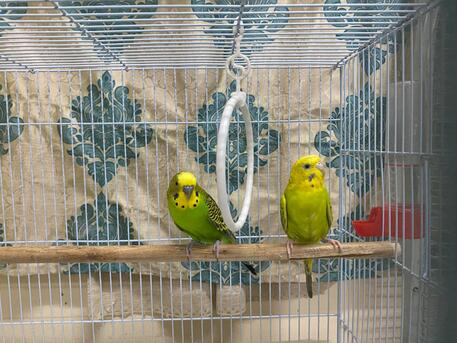 Khobar, Pet Supplies, URGENT SALE: Breeding Budgie Pair