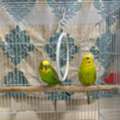 URGENT SALE: Breeding Budgie Pair