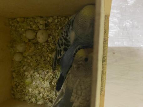 Khobar, Pet Supplies, URGENT SALE: Breeding Budgie Pair