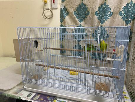 Khobar, Pet Supplies, URGENT SALE: Breeding Budgie Pair