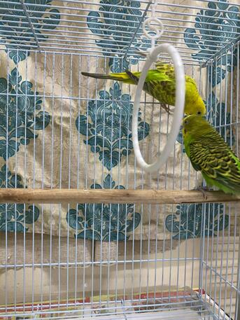 Khobar, Pet Supplies, URGENT SALE: Breeding Budgie Pair