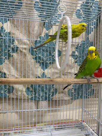Khobar, Pet Supplies, URGENT SALE: Breeding Budgie Pair