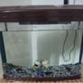 SAR 300,  Aquarium For Sale