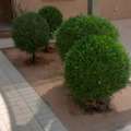 Gardener/landscaping