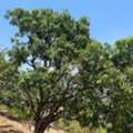 INR 35000000,  1 Acre,  One Acre Agricultural Land For Sale