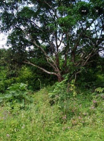 Mumbai, Agricultural Land, INR 35000000,  1 Acre,  One Acre Agricultural Land For Sale