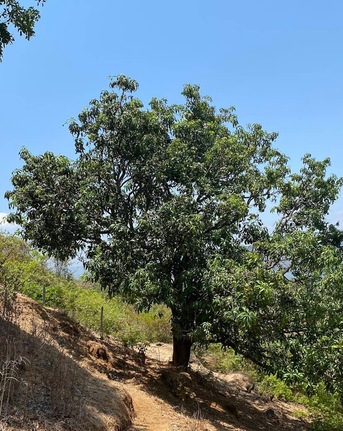 Mumbai, Agricultural Land, INR 35000000,  1 Acre,  One Acre Agricultural Land For Sale