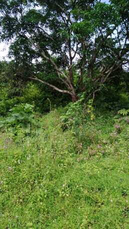 Mumbai, Agricultural Land, INR 35000000,  1 Acre,  One Acre Agricultural Land For Sale