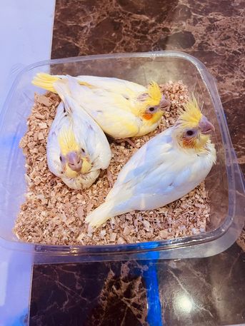 Riyadh, Pet Supplies, SAR 1,  Yellow Crown Parrot
