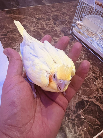 Riyadh, Pet Supplies, SAR 1,  Yellow Crown Parrot