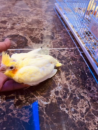 Riyadh, Pet Supplies, SAR 1,  Yellow Crown Parrot
