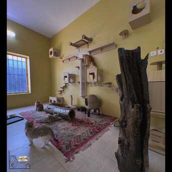 Riyadh, Pet Sitting, Pet Boarding, Cat Hotel, Cat Sitter Riyadh Only