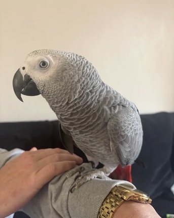 Boston, Pet Supplies, USD 3000,  African Grey
