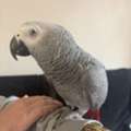 USD 3000,  African Grey