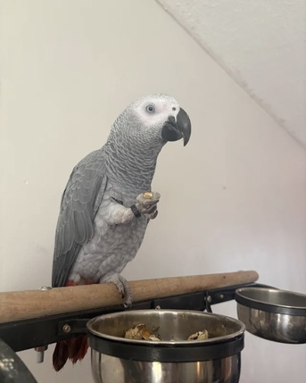 Boston, Pet Supplies, USD 3000,  African Grey