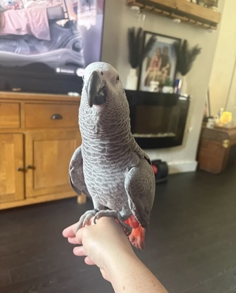 Boston, Pet Supplies, USD 3000,  African Grey