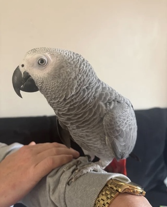 Boston, Pet Supplies, USD 3000,  African Grey