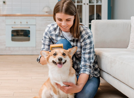 New York, Pest Control, Dog Grooming With Clipper Vac Wilmington