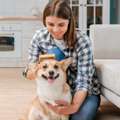 Dog Grooming With Clipper Vac Wilmington