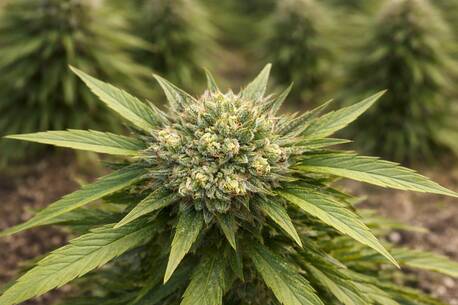 Houston, Free Items, USD 20,  What Are The Best THCA Flower Strains Available Right Now