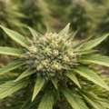 USD 20,  What Are The Best THCA Flower Strains Available Right Now