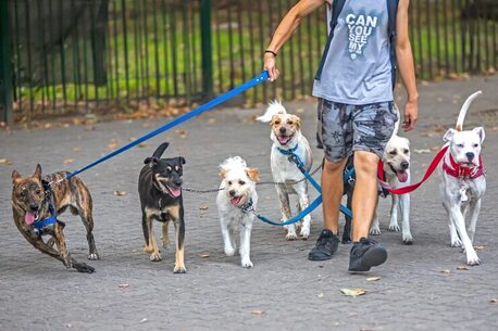 Kolkata, Pet Sitting, Dog Walkers In Kolkata