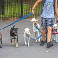 Dog Walkers In Kolkata