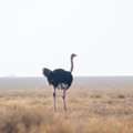 Kenya Tours &ndash; Expert-Guided Safari Packages Across Top Wildlife Destinations