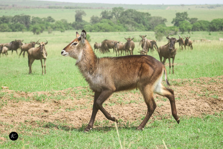 Nairobi, Travel, Kenya Tours &ndash; Expert-Guided Safari Packages Across Top Wildlife Destinations