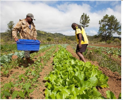 Mumbai, Farm/Garden, Reliable Gardening Maintenance Services In Mumbai By CISB