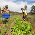 Reliable Gardening Maintenance Services In Mumbai By CISB