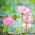 Immune Boosting Essential Oils For Wellness