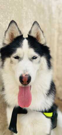 Riyadh, Pet Adoption, Siberian Husky Adoption