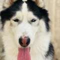 Siberian Husky Adoption