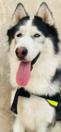 Riyadh, Pet Adoption, Siberian Husky Adoption