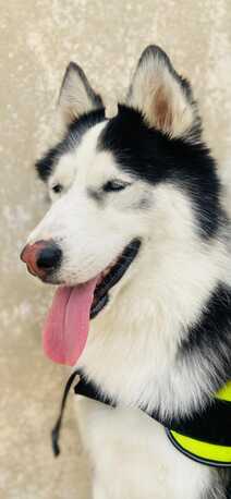 Riyadh, Pet Adoption, Siberian Husky Adoption