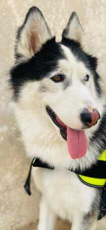 Riyadh, Pet Adoption, Siberian Husky Adoption