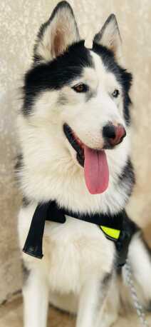 Riyadh, Pet Adoption, Siberian Husky Adoption