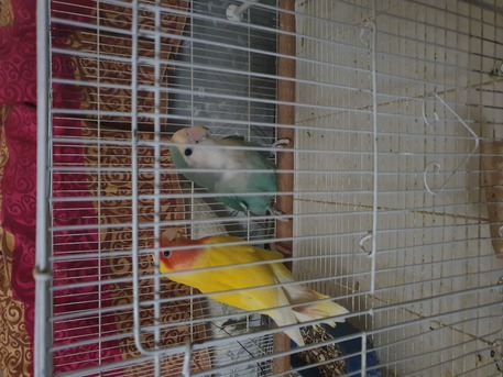 Riyadh, Pet Supplies, SAR 250,  Pair Of Rose Birds