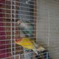 SAR 250,  Pair Of Rose Birds