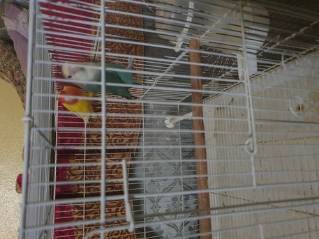 Riyadh, Pet Supplies, SAR 250,  Pair Of Rose Birds