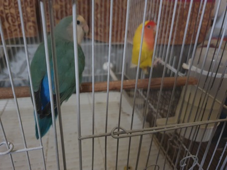 Riyadh, Pet Supplies, SAR 250,  Pair Of Rose Birds